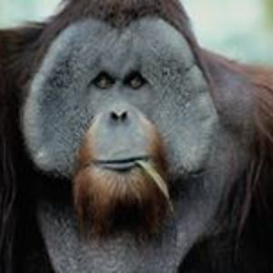 zorkoibditelno avatar