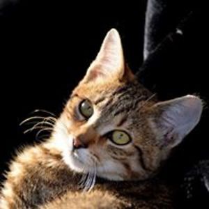 daniela_hattich avatar