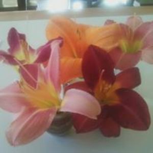 charlotte_brunner avatar