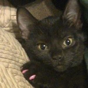 brianna_davis avatar