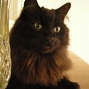 couriergodess avatar