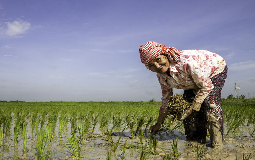 Agriculture Is The Ancient Culture Of Cambodia