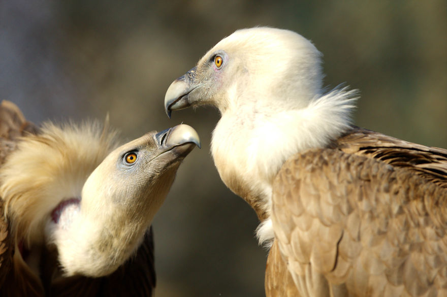 I Made This Photos To Show Everyone That Sometimes Animals Are More Loving Than We Are