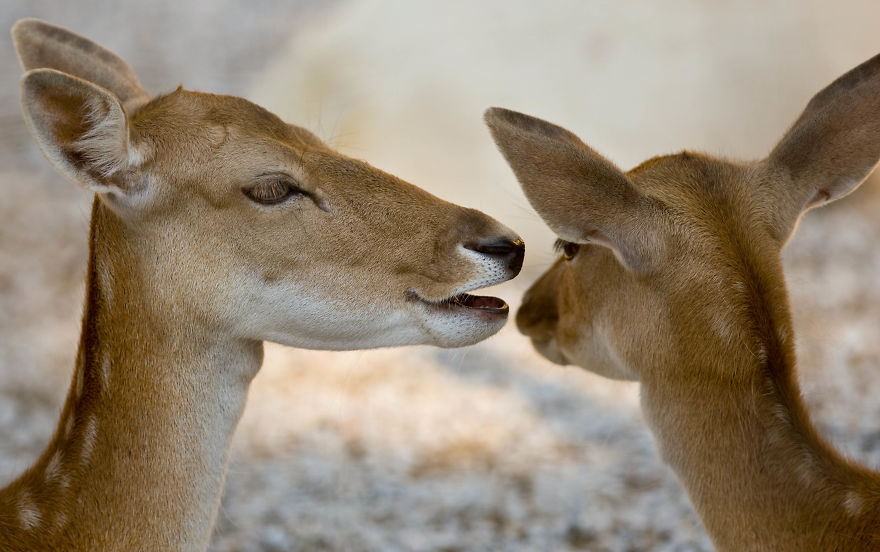 I Made This Photos To Show Everyone That Sometimes Animals Are More Loving Than We Are