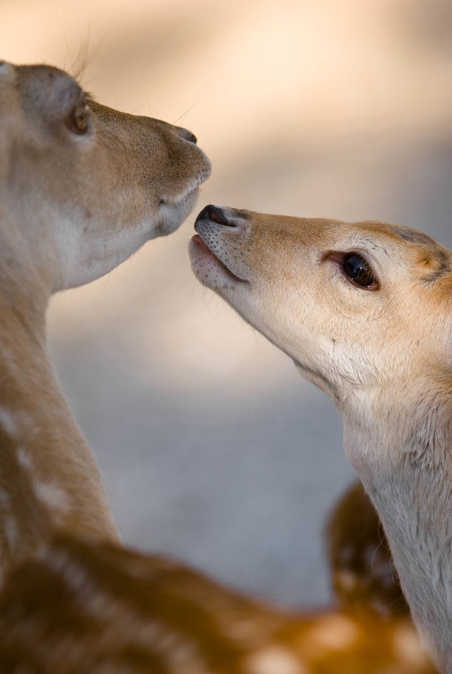 I Made This Photos To Show Everyone That Sometimes Animals Are More Loving Than We Are