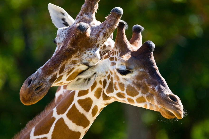 I Made This Photos To Show Everyone That Sometimes Animals Are More Loving Than We Are