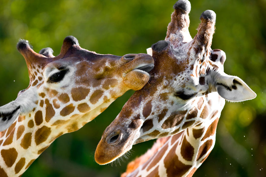 I Made This Photos To Show Everyone That Sometimes Animals Are More Loving Than We Are