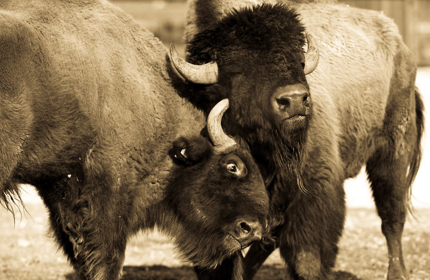 I Made This Photos To Show Everyone That Sometimes Animals Are More Loving Than We Are