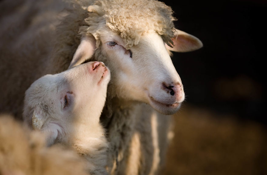 I Made This Photos To Show Everyone That Sometimes Animals Are More Loving Than We Are