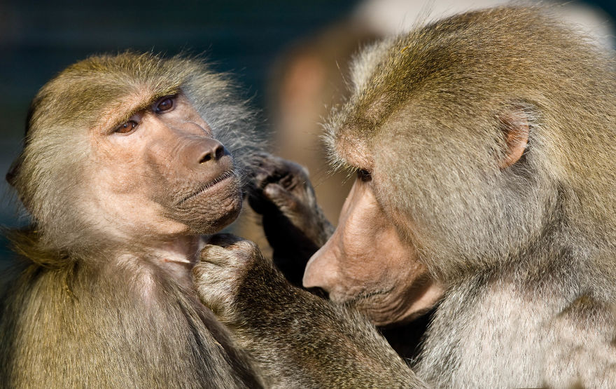 I Made This Photos To Show Everyone That Sometimes Animals Are More Loving Than We Are