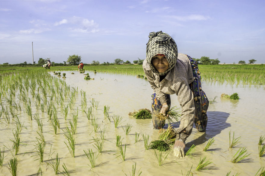 Agriculture Is The Ancient Culture Of Cambodia Agriculture Is The Ancient Culture Of Cambodia