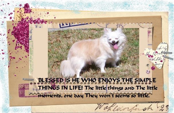 Pacos Hope From Puppy Mill To Rescue Spokes Dog