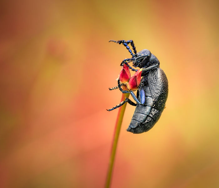 I Photograph The Beautiful Nature Of Poland