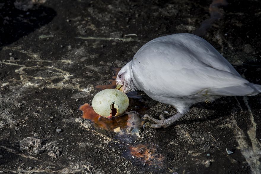 How Antarctic Penguins Adapt To Climate Change: Unhappy Feet