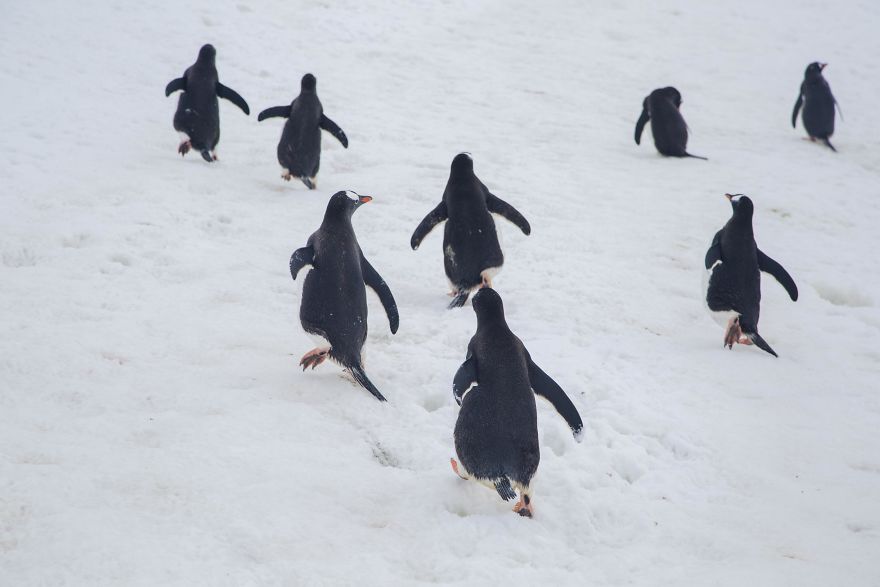 How Antarctic Penguins Adapt To Climate Change: Unhappy Feet