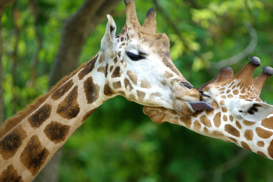 I Made This Photos To Show Everyone That Sometimes Animals Are More Loving Than We Are