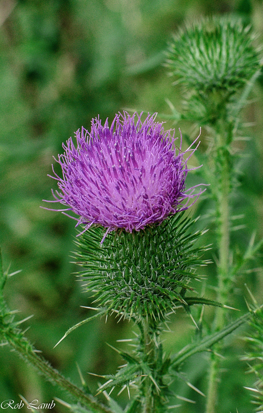 Beautiful Thistle