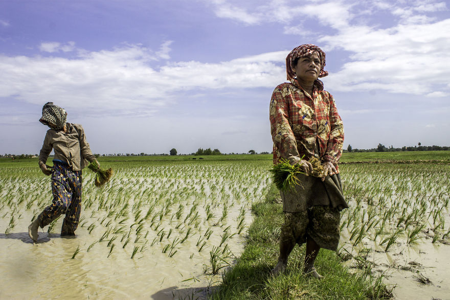 Agriculture Is The Ancient Culture Of Cambodia