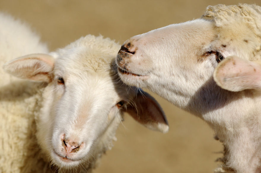 I Made This Photos To Show Everyone That Sometimes Animals Are More Loving Than We Are