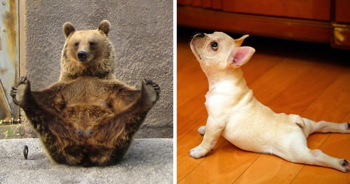 104 Animals That Do Yoga Better Than You