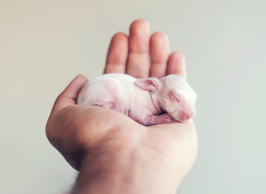 I Did A Newborn Photo Shoot With My Baby Bunny I Did A Newborn Photo Shoot With My Baby Bunny