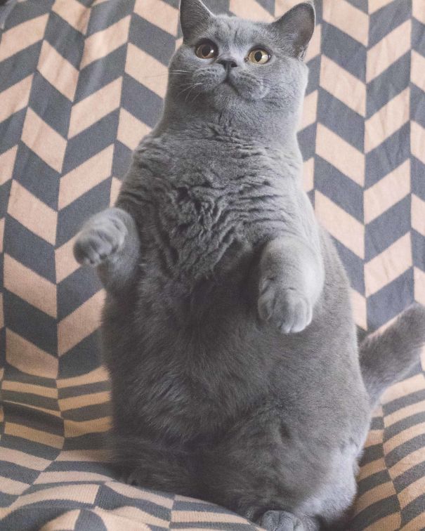 Gray cute cat sitting upright on a patterned blanket.