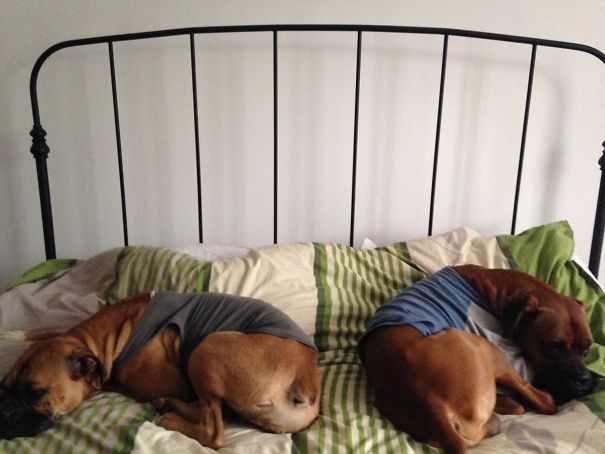 We Have Matching Pijamas When We Are Shedding :) This Way We Can Sleep On The Bed.