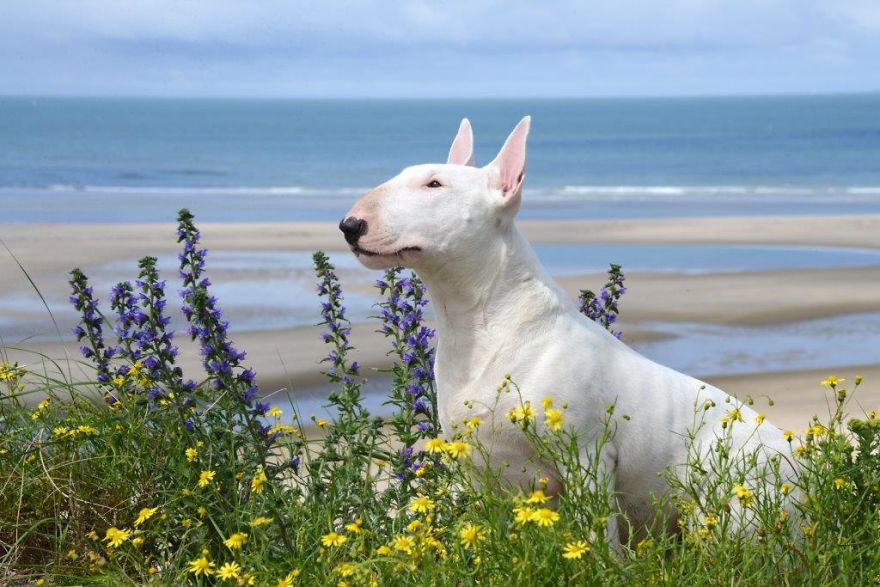 Meet Claire, My Bull Terrier Who Loves To Pose In Flower Fields