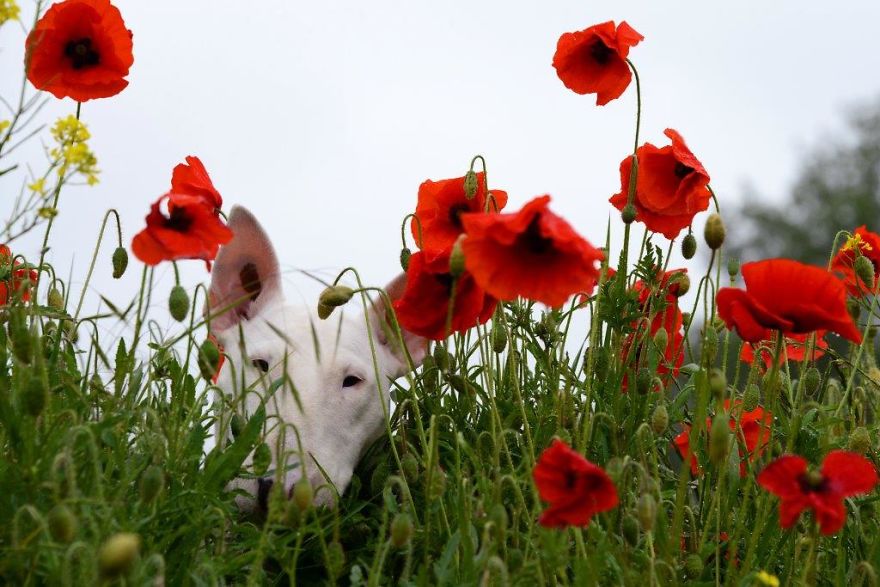 Meet Claire, My Bull Terrier Who Loves To Pose In Flower Fields