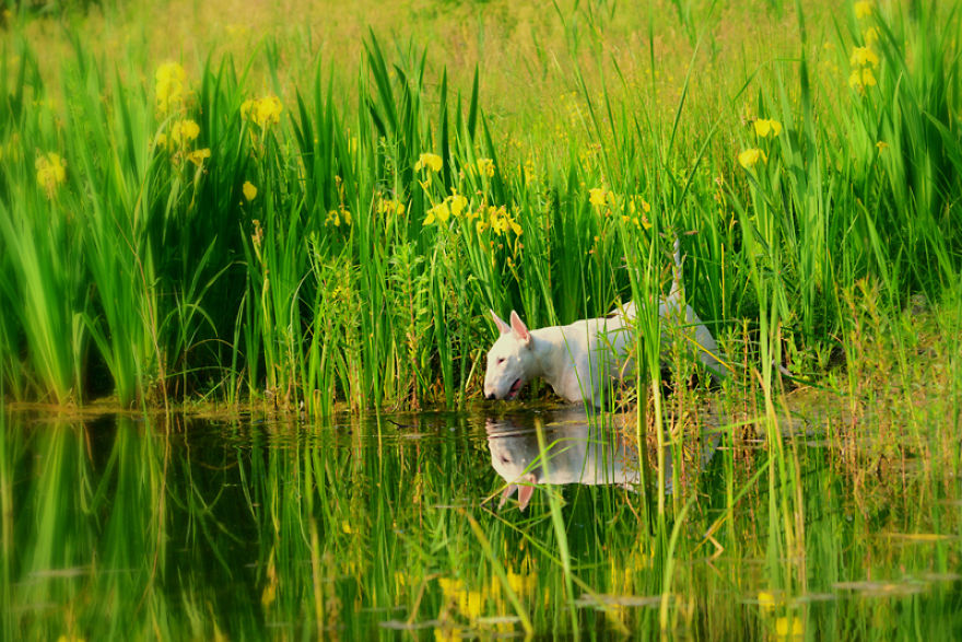 Meet Claire, My Bull Terrier Who Loves To Pose In Flower Fields