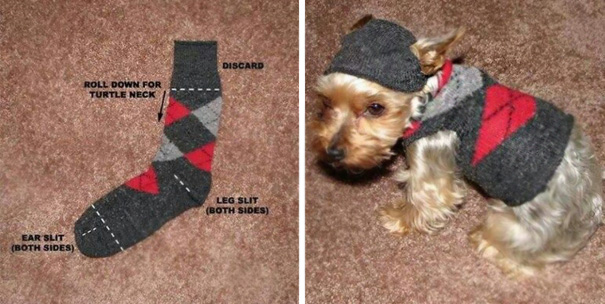 Sock Dog