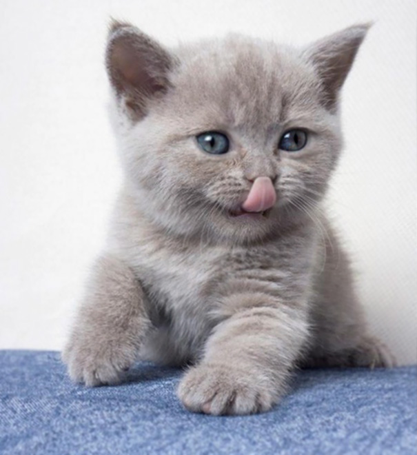 Cute cat with soft gray fur, blue eyes, and tongue out on a blue surface.