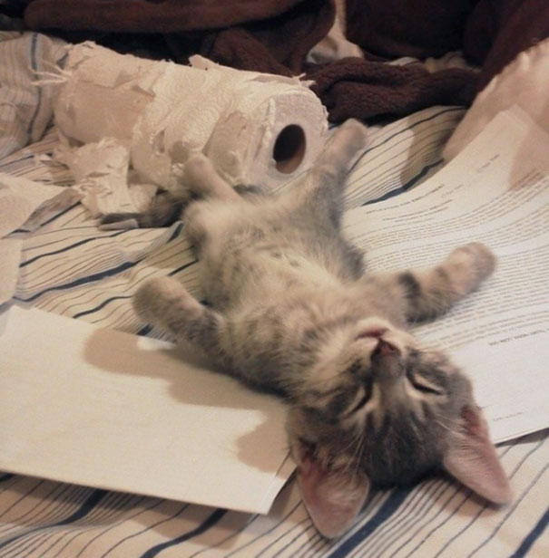 Cute kitten asleep on a bed with torn paper rolls around.