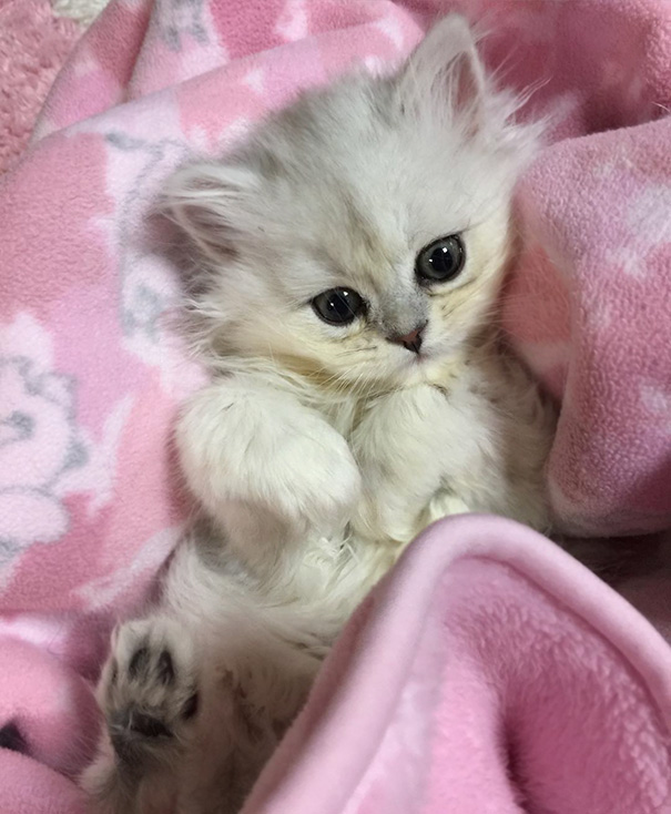 Fluffy white kitten nestled in a pink blanket, showcasing its cute and endearing features.