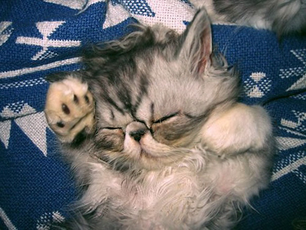 Cute cat sleeping on a patterned blue blanket, paws up.