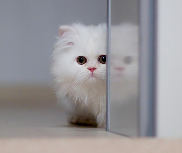 Adorable fluffy white cat peeking around a corner, showcasing its cute round eyes.