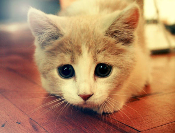 Cute cat with big eyes lying on a wooden floor, capturing a heartwarming moment.