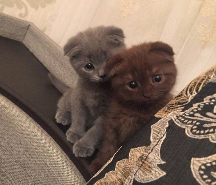 Double Cuteness