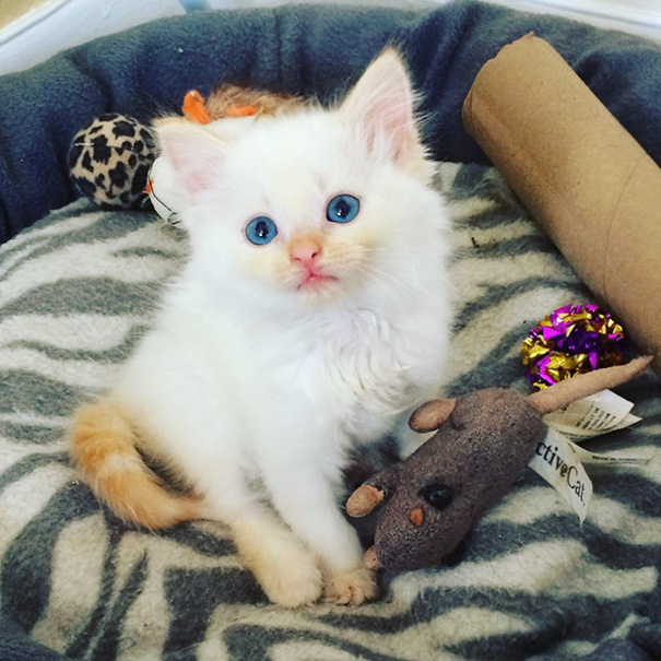 Fluffy white kitten with blue eyes sitting in a cozy bed with toys, including a stuffed mouse and a colorful ball.