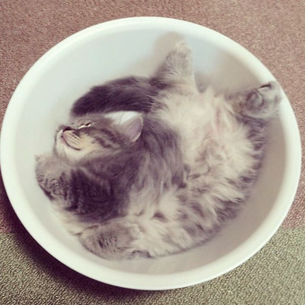 Cute cat curled up sleeping in a round basin, displaying fluffy fur.
