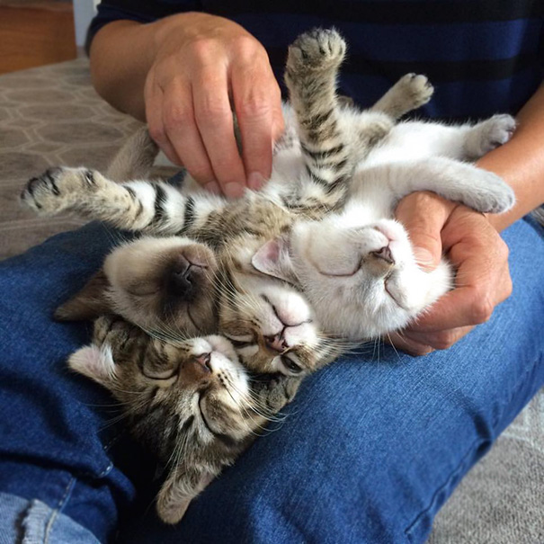 Cute cats cuddling in a person's lap.