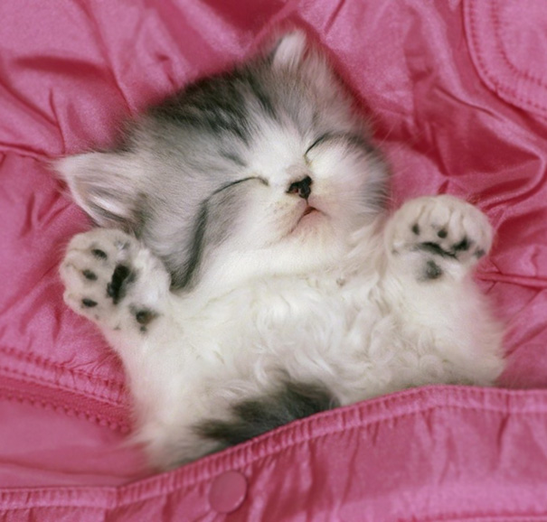 A cute cat sleeping on a pink blanket with its paws up.