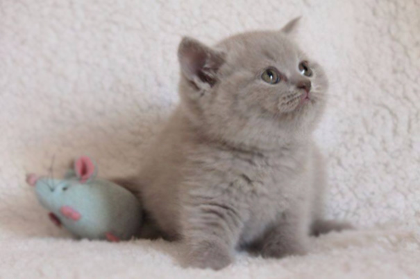 Cute grey kitten sitting beside a plush mouse toy on a soft blanket.