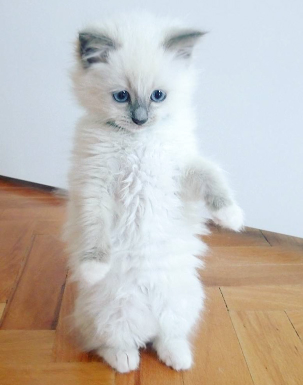 Fluffy white kitten with blue eyes standing on wood floor. Cute cats that make your heart melt.