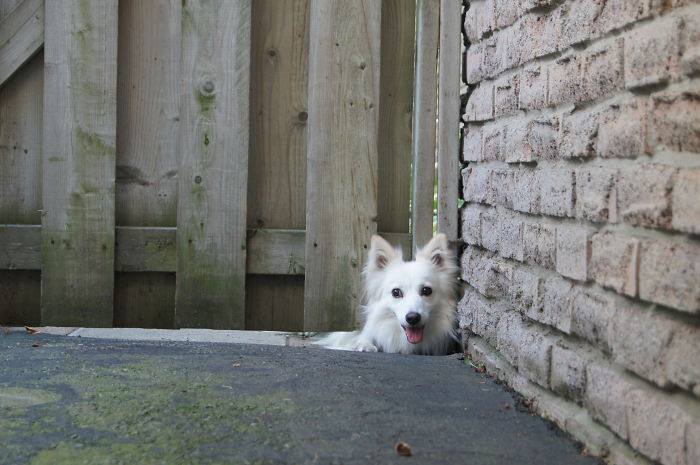 Lucy The American Eskimo Says Hi To Everyone That Walks By. Rob Spicer