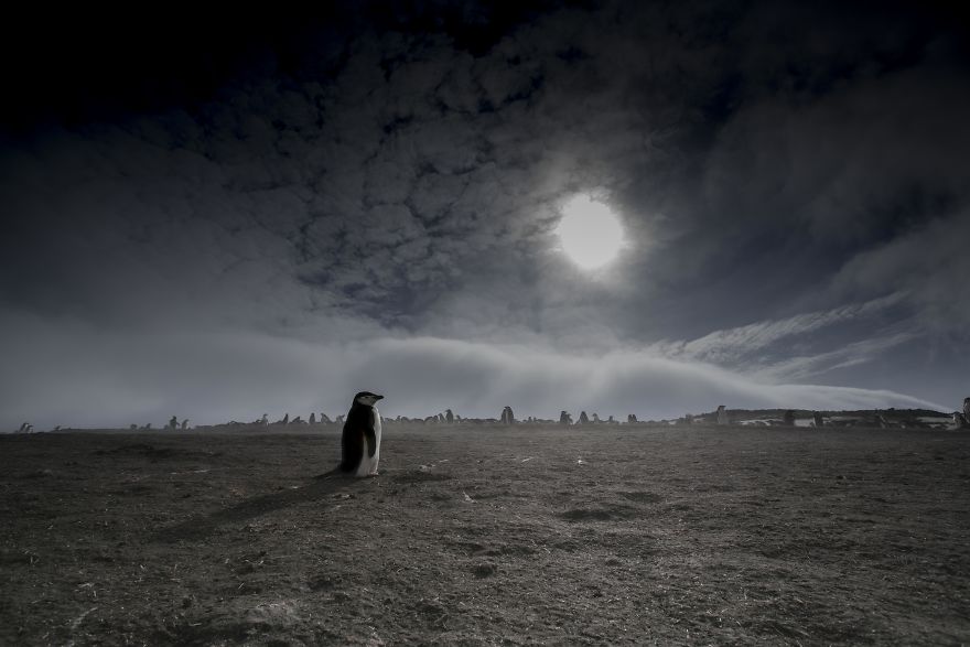 How Antarctic Penguins Adapt To Climate Change: Unhappy Feet