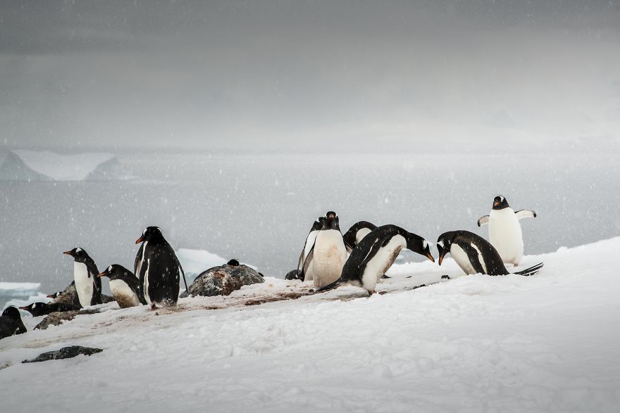 How Antarctic Penguins Adapt To Climate Change: Unhappy Feet How Antarctic Penguins Adapt To Climate Change: Unhappy Feet
