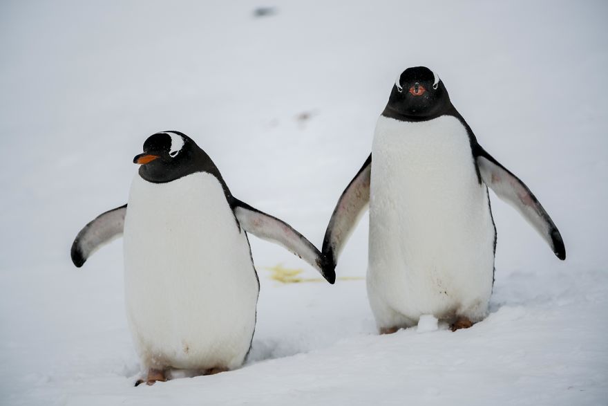 How Antarctic Penguins Adapt To Climate Change: Unhappy Feet How Antarctic Penguins Adapt To Climate Change: Unhappy Feet