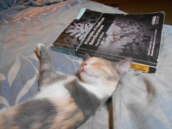 Cute cat sleeping on a bed next to a textbook, creating an adorable and heartwarming scene.