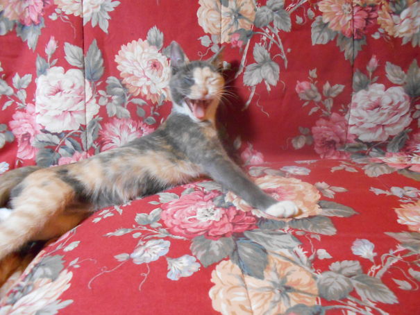 Cute cat yawning on a floral patterned couch.